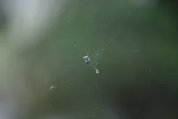 Spider eating mosquitoes along Whiterabbit Creek