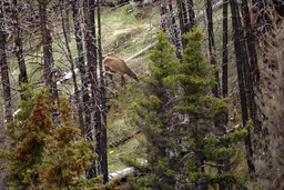 Elk along Indianhead Creek
