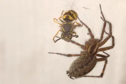 Ungoliant spinning up a yellowjacket